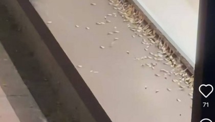 紧急提醒：瞬间爆发！上海市民崩溃：密密麻麻，蠕蠕爬行...“梧桐区”已开始战斗，白蚁或提前分飞