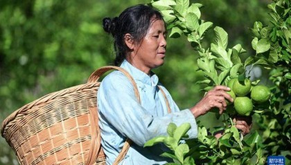 贵州望谟：小柠檬做成大产业