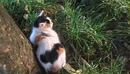 成都一流浪猫遭箭射穿身体，多人曾目睹有人射杀小动物，警方介入调查