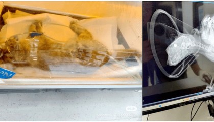 南京大学校庆日“校猫”被钢珠打碎头骨？校保卫处：看了一夜监控，暂未锁定嫌疑人