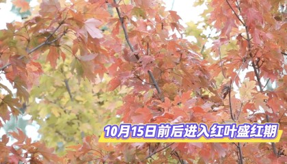 北京将迎新一轮秋雨，赏红期预告来了！