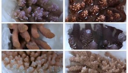 “它们应该在海底”，港珠澳大桥海关近日查获→