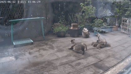 上海一小区居民苦恼新邻居：突然搬来让人提心吊胆！不能抓不能打