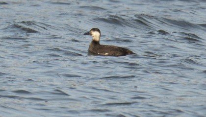 北京首次记录到！通州区水域发现黑海番鸭