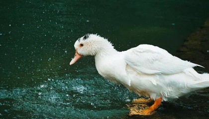 为什么下雨时，鸭子就在雨中“傻”站着一动不动？