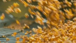 2024，总书记同人民在一起｜强农助振兴