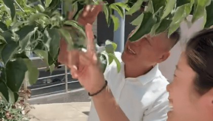 河南大叔网购“车厘子”树苗，三年后长出青苹果，女儿：不追究了，先留着尝尝好不好吃