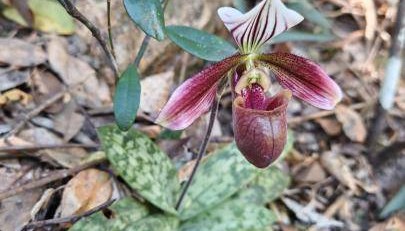 广东东莞银瓶山首次发现紫纹兜兰野生群落