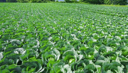 中国籍两兄弟在日本偷走3200颗包菜，被菜农当场抓获，被捕时不认罪