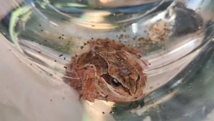 天津东疆海关截获大量活体外来有害生物