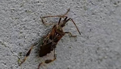 警惕！大连发现一种高危害性入侵昆虫……