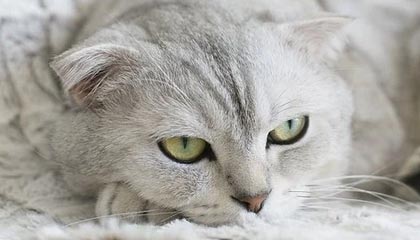 雄安科技创新成长股权投资基金成立:出资额达10亿人民币