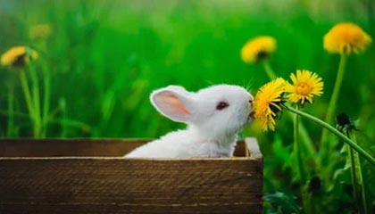 安奈儿:股票交易异常波动,连续 2 个交易日收盘价格涨幅偏离值累计达 21.56%